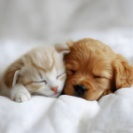 Für die vierbeinigen Lieblinge